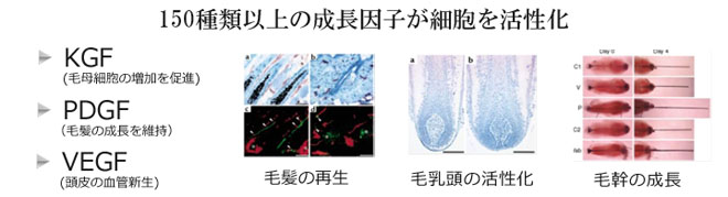 発毛の仕組み