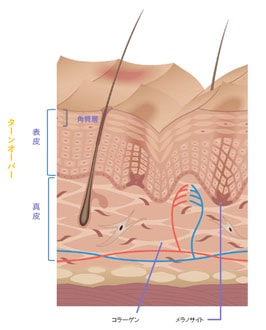 セラピューティックの主要成分