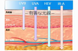 光老化と紫外線について