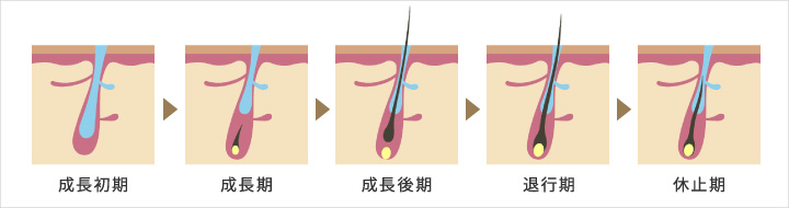 毛周期について