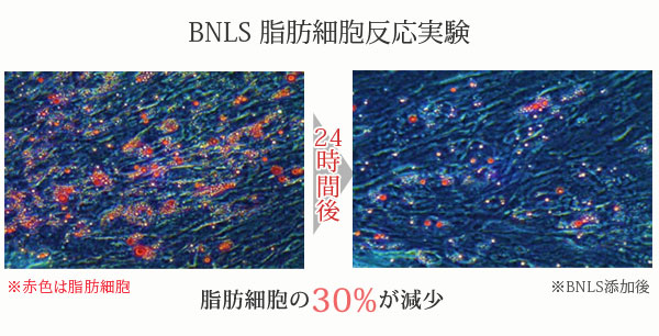 BNLS注射の反応試験