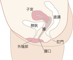 膣全体の縮小