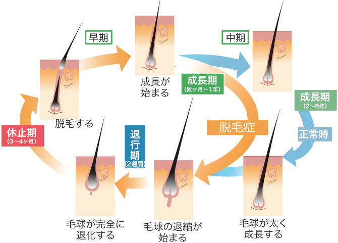 ヘアサイクルと毛周期