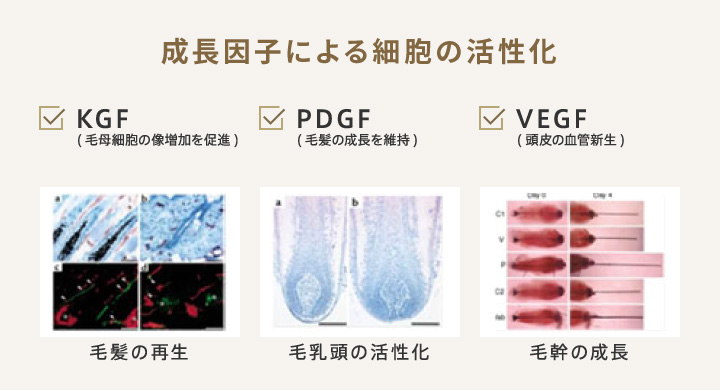 成長因子による細胞の活性化