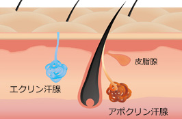 エクリン汗腺とアポクリン汗腺